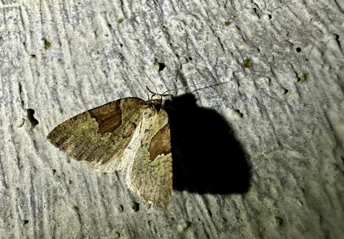 Nucara recurva