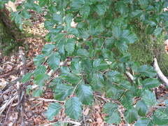 Fagus sylvatica