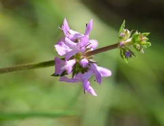 Stachys harleyana