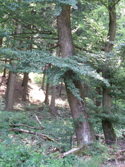 Fagus sylvatica