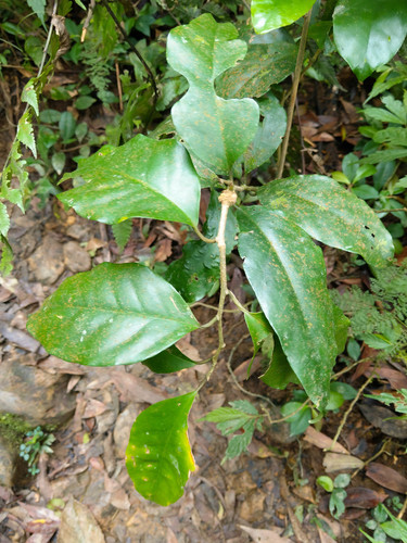 Erycibe henryi iNat (2)