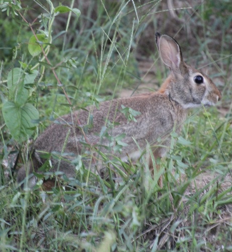 Eastern Cottontail photographed in Alabama