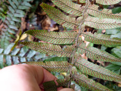 Diplazium pullingeri