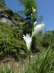 Paradisea liliastrum