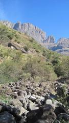 Arrowsmithia corymbosa