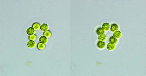Radiococcus