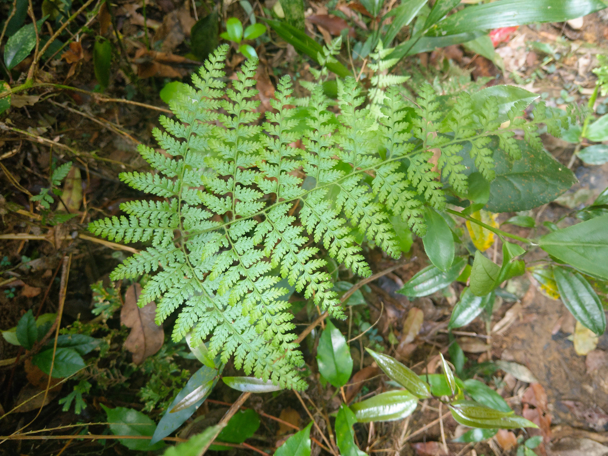 Dennstaedtia