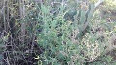 Delosperma frutescens