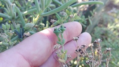 Delosperma frutescens