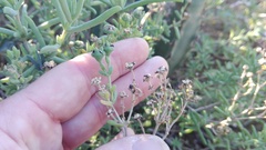 Delosperma frutescens