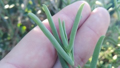 Delosperma frutescens