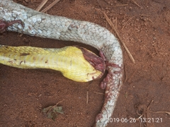 Toxicodryas blandingii