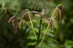 Lasianthus micranthus
