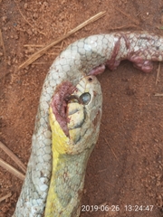 Toxicodryas blandingii