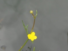 Ranunculus pilosus