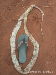 Toxicodryas blandingii