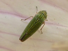 Graphocephala cythura