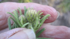 Arrowsmithia corymbosa