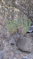 Arrowsmithia corymbosa