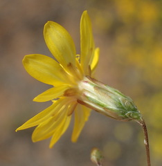 Leysera tenella