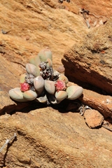 Cerochlamys pachyphylla