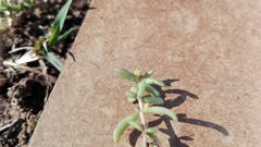 Portulaca quadrifida