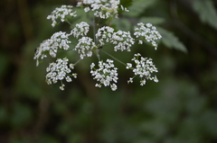 Chaerophyllum temulum