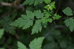 Chaerophyllum temulum