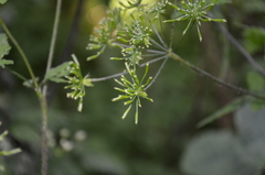 Chaerophyllum temulum