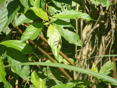 Phimenes flavopictus formosanus