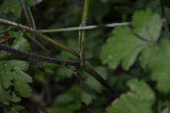 Chaerophyllum temulum