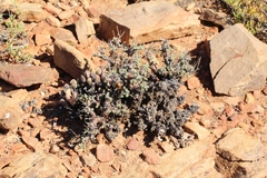 Pelargonium alternans alternans