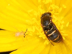 Masarinae