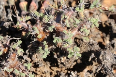 Pelargonium alternans alternans