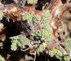 Pelargonium alternans alternans