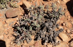 Pelargonium alternans alternans