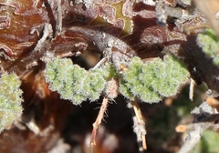 Pelargonium alternans alternans