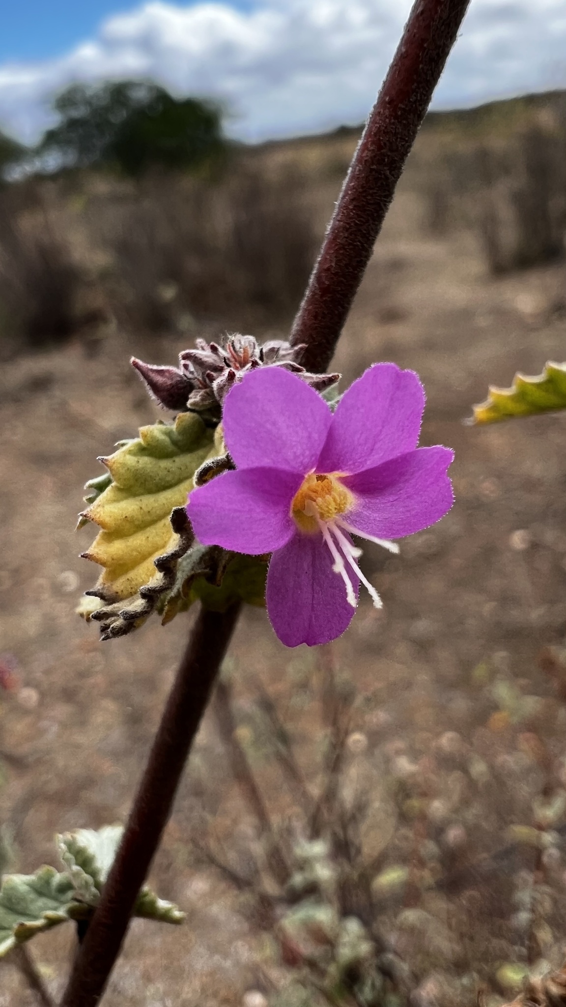 Melochia tomentosa
