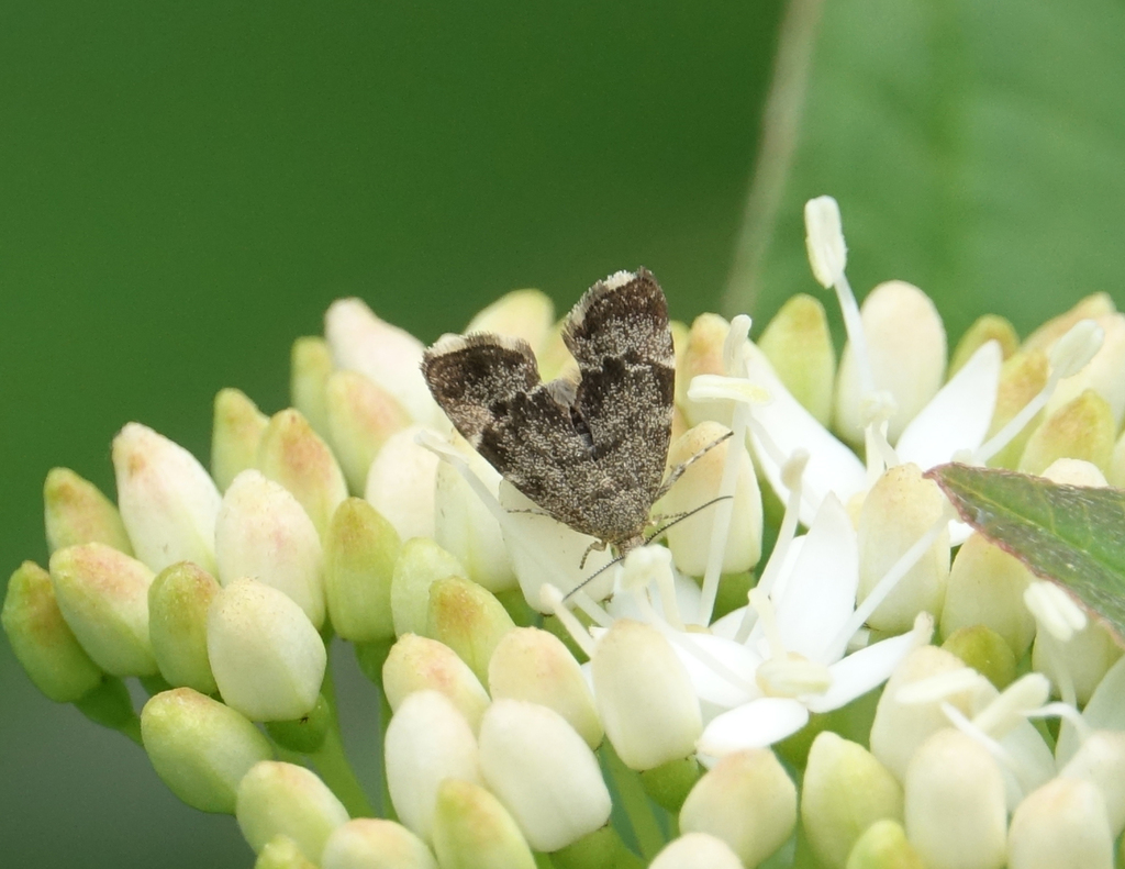 Anthophila plenicarinata