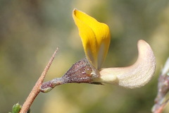 Aspalathus pulicifolia