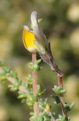 Aspalathus pulicifolia