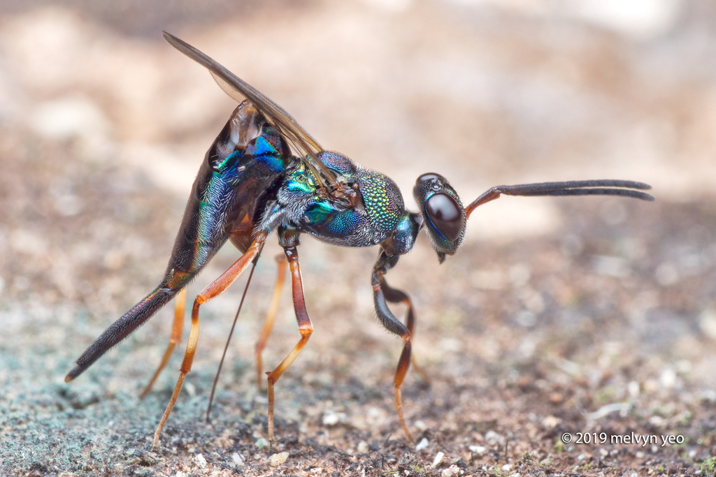 Balcha from Singapore on March 31, 2019 at 10:52 AM by Melvyn Yeo ...