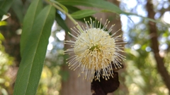 Cephalanthus salicifolius