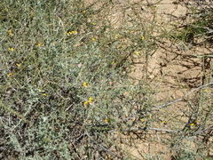 Aspalathus pulicifolia