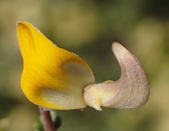Aspalathus pulicifolia