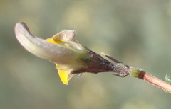 Aspalathus pulicifolia