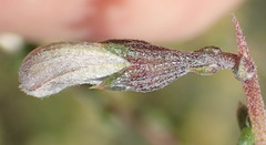 Aspalathus pulicifolia