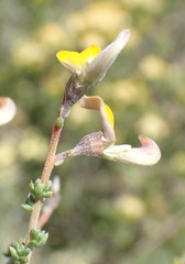 Aspalathus pulicifolia