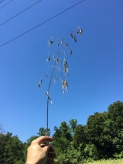 Bromus japonicus