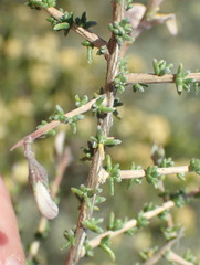Aspalathus pulicifolia